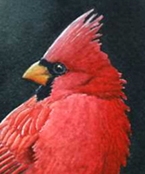 cardinaldetail.jpg